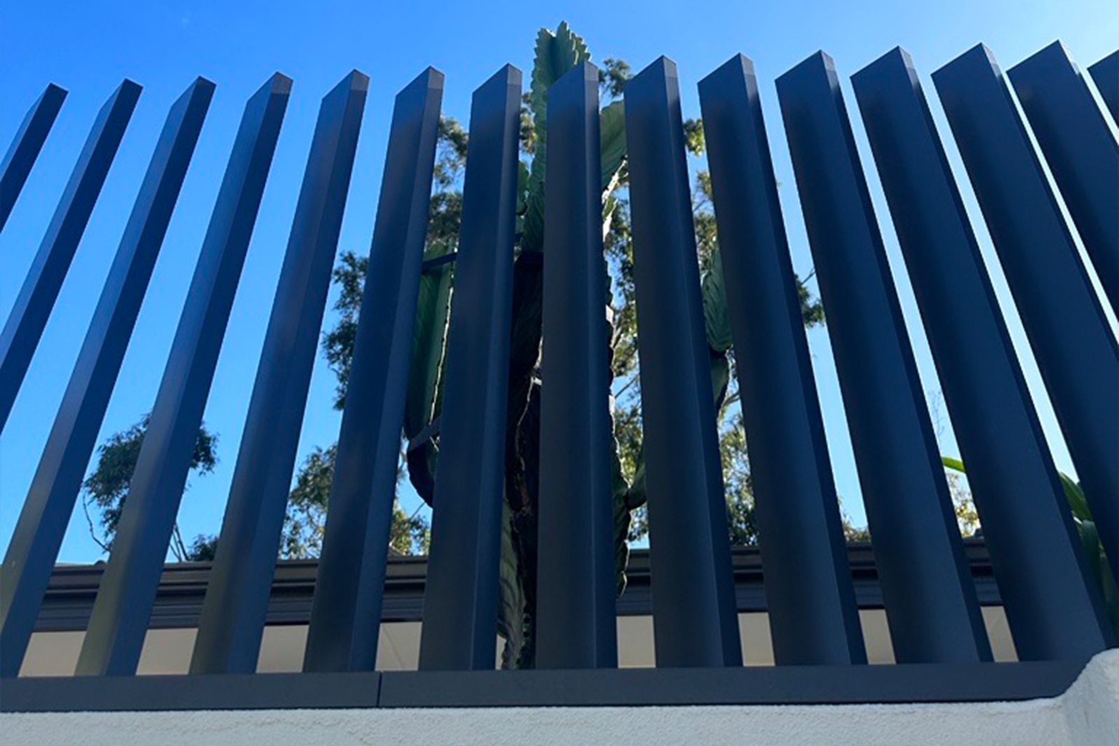 Charcoal aluminium verticals against blue sky, with a strelitzia growing through the line